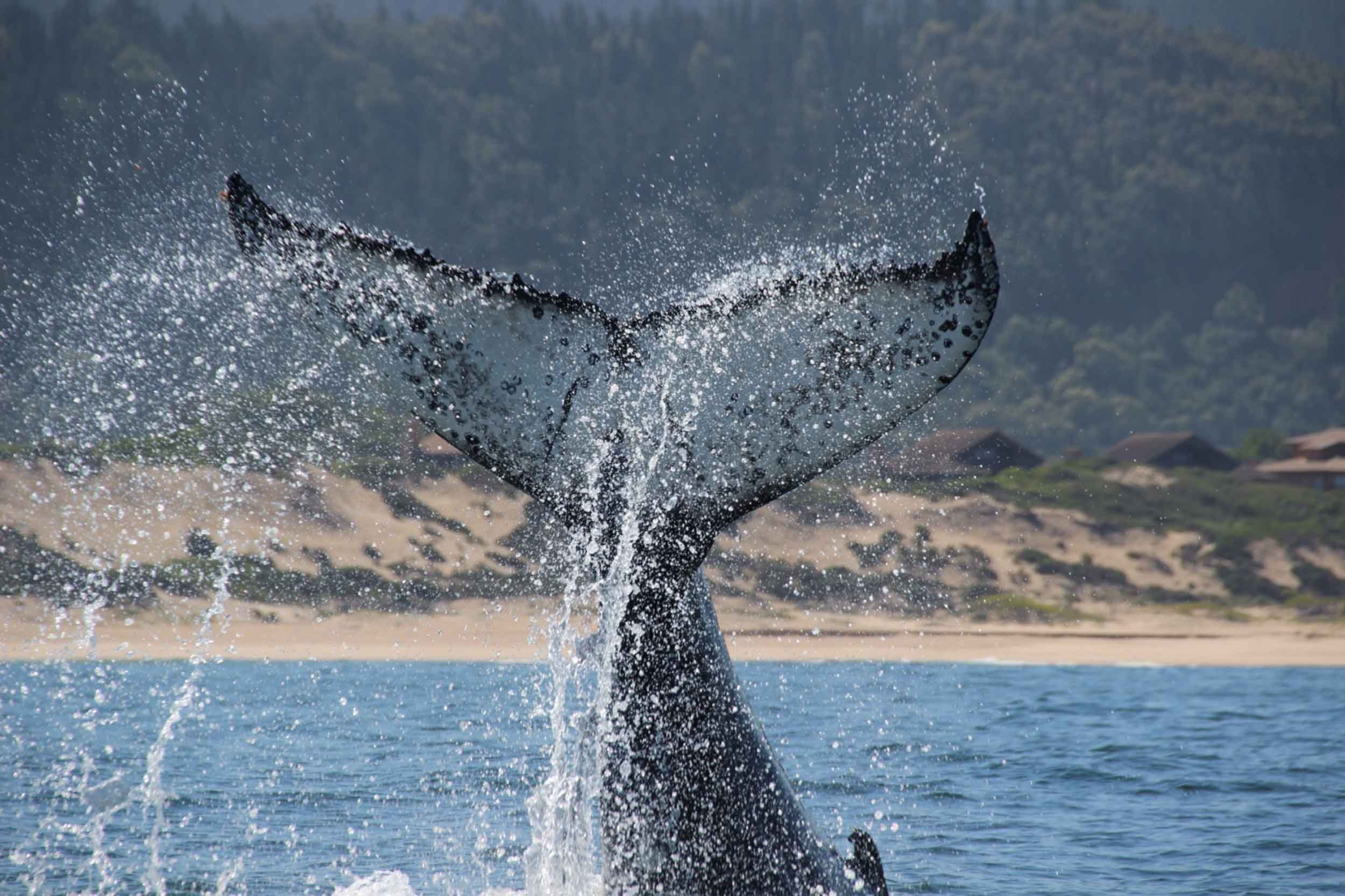 AIFS-freiwilligenarbeit-südafrika-Ocean_Conservation-Waal