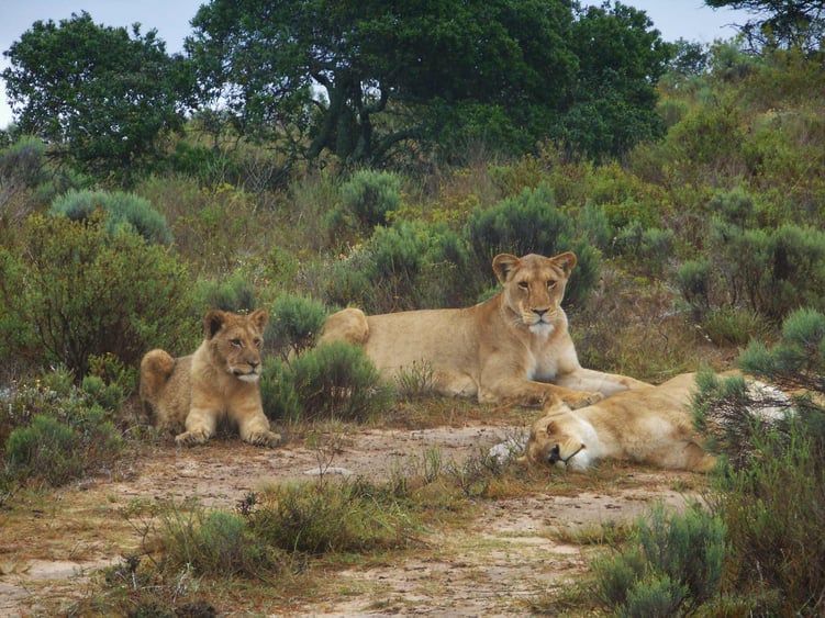 Deine Aufgaben im Freiwilligenprojekt in Südafrika
