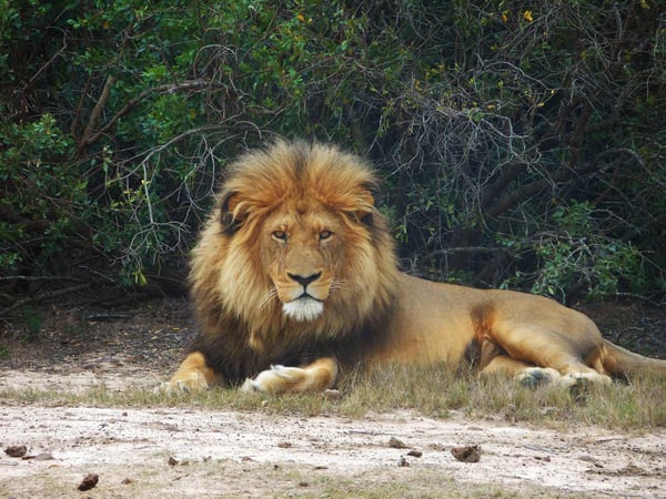 AIFS-freiwilligenarbeit-südafrika-big-5-wildlife-reservat-löwe