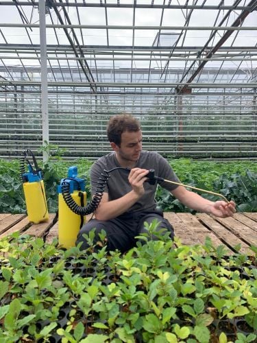 Volunteer bei der Arbeit im Gewächshaus beim Freiwilligenprojekt Eco-Village in Island mit AIFS