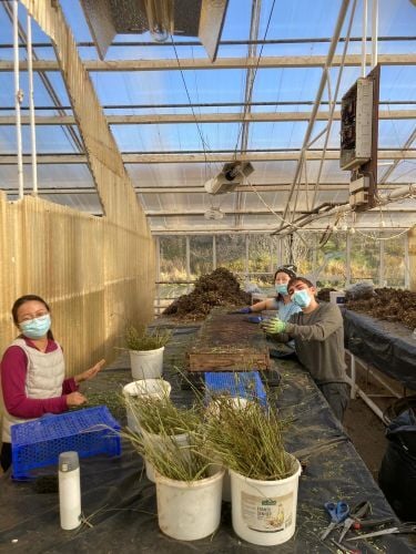 Volunteers beim Freiwilligenprojekt Organic Farming in Island mit AIFS