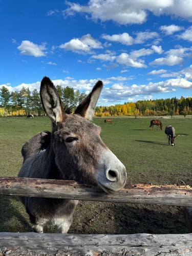 Ein Esel auf einer kanadischen Ranch beim Ranchwork and Travel in Kanada Programm von AIFS.