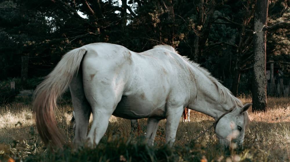 Ranchwork and Travel