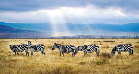 Adventure Trips in Sansibar mit AIFS