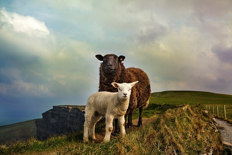Irland_Schafe_Natur_Tiere_unsplash