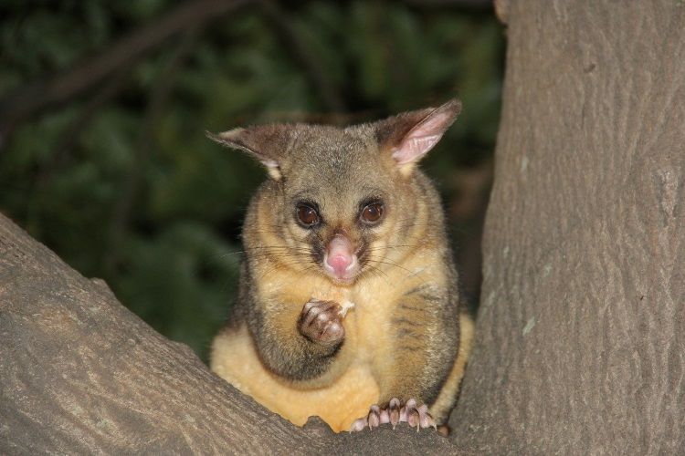 aifs-neuseeland-Possum