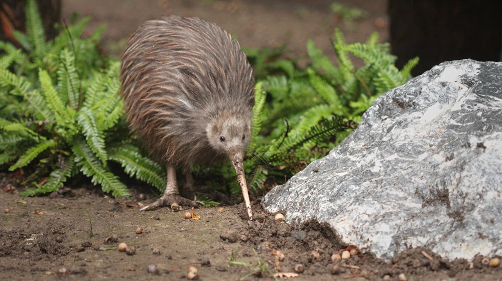 aifs-neuseeland-kiwi