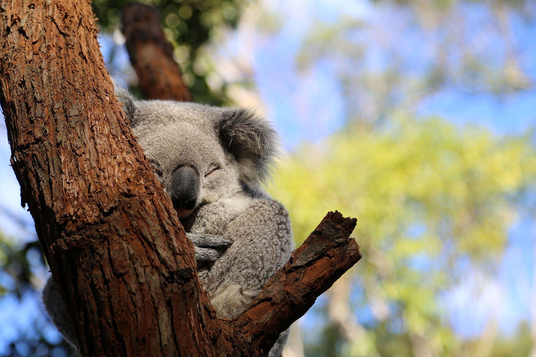 Koala auf einem Baum am schlafen