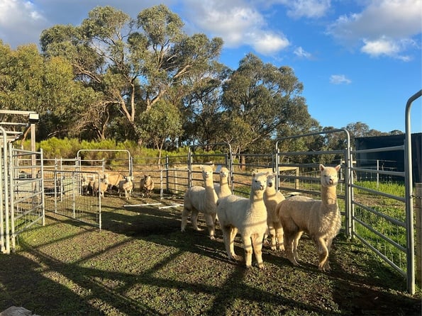 Alpaka-Farm in Australien