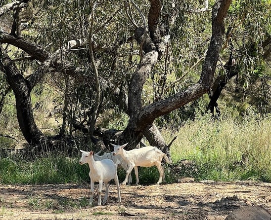 Ziegenfarm in Australien