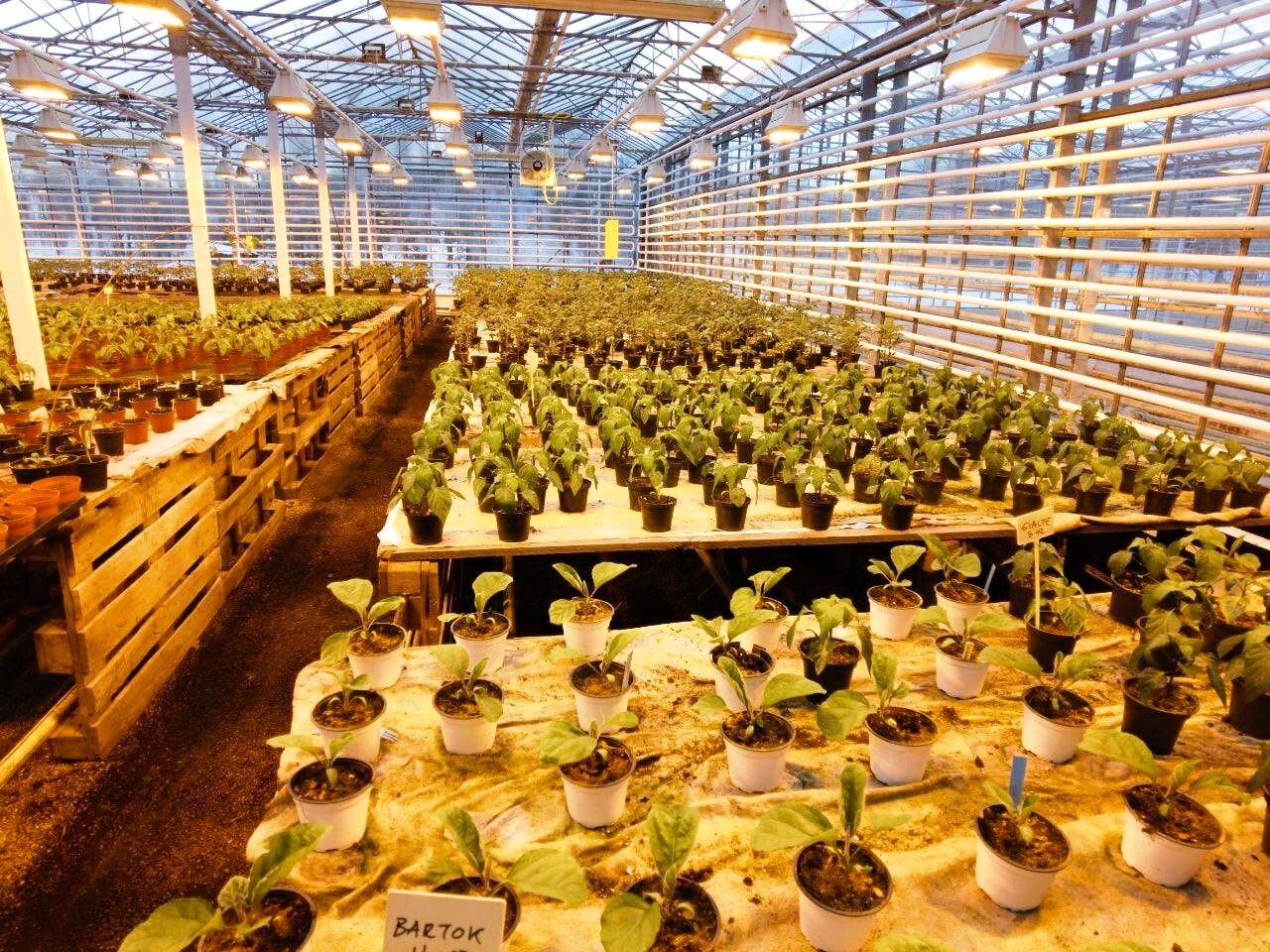 Pflanzen im Gewächshaus beim Freiwilligenprojekt Ecovillage in Island mit AIFS