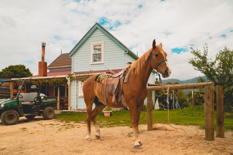 aifs-ranchwork-neuseeland-pferd-haus
