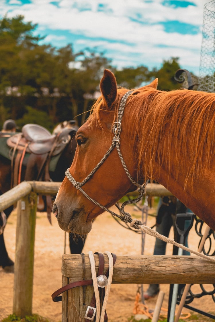 aifs-ranchwork-pferd-neuseeland