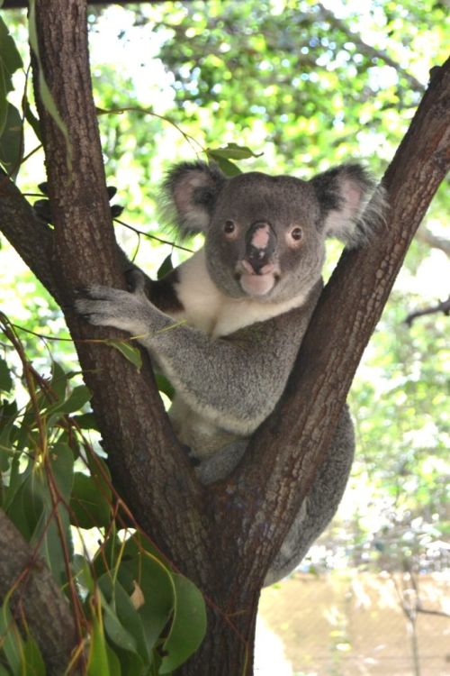 aifs-koala-australien-baum