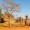 aifs-swasiland-eswatini-baeume-haus-crawl-lines-200x200