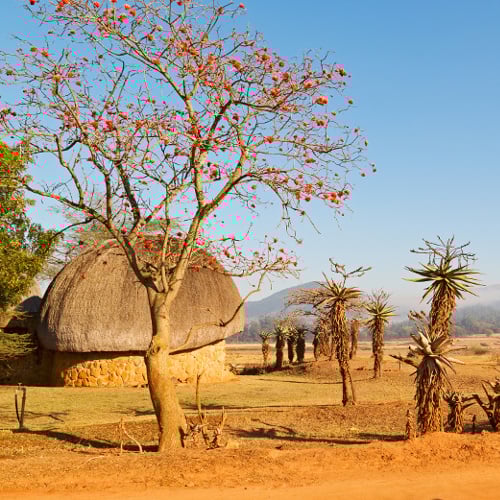 aifs-swasiland-eswatini-baeume-haus-crawl-lines-500x500