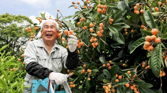Farmwork_Japan