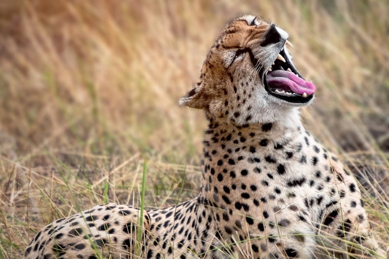 Gepard_Safari_Tansania