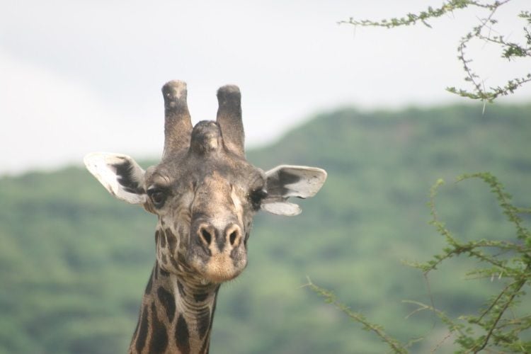 Giraffe
