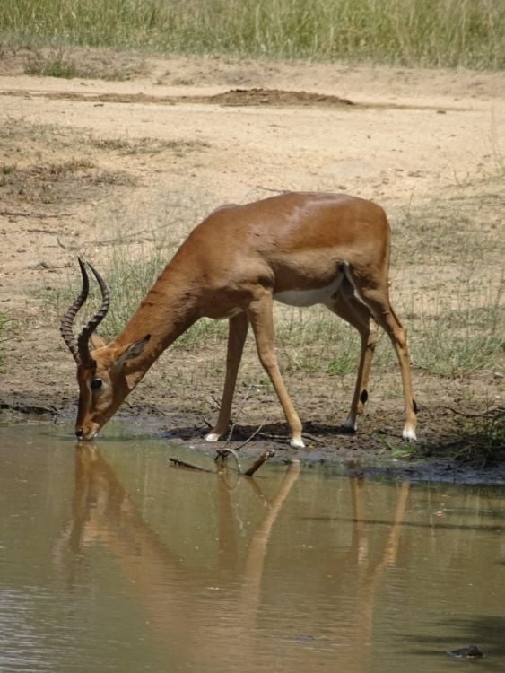 Eine Gazelle