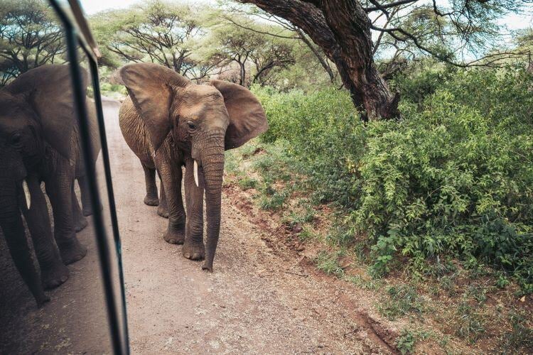 Elefant in der Serengeti