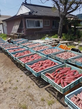 Suesskartoffeln-Japan