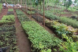 TreesforFuture_TreeNursery