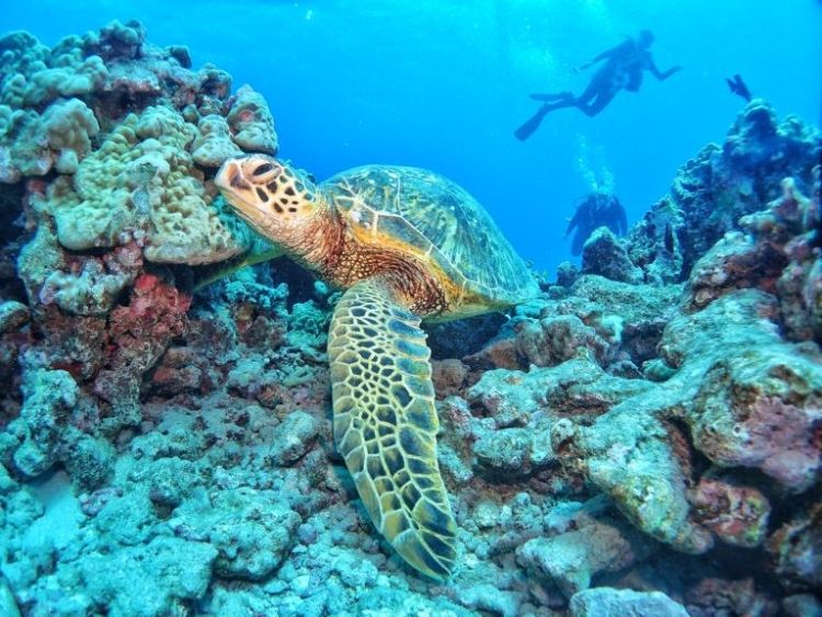 hawaiiap-768x576