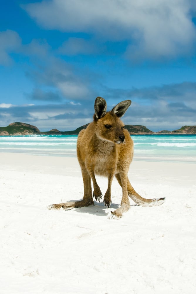 aifs-australien-freiwilligenarbeit-strand-meer-kaenguru-carousel