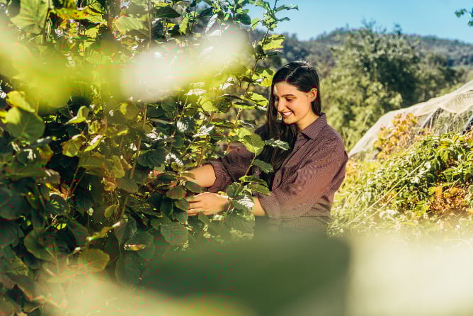 Person bei den Weinreben auf einer Farm in Australien