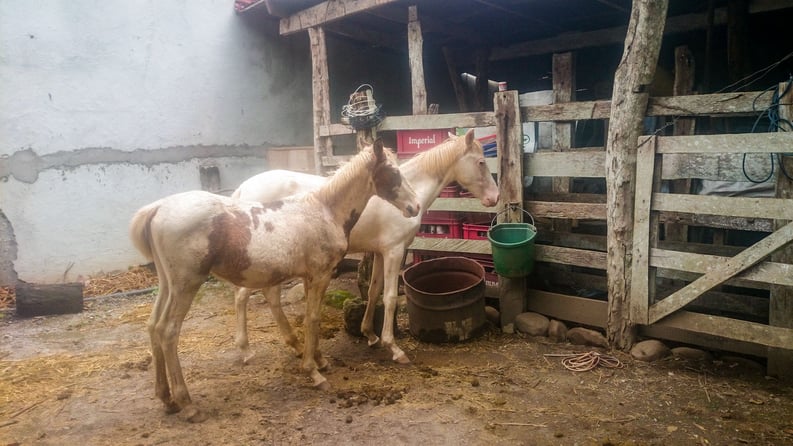 AIFS-Farmwork-Costa Rica-Foals