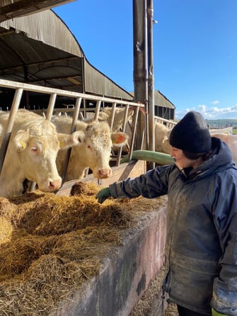 ugc-FarmworkIrland-Selinas-Kühe