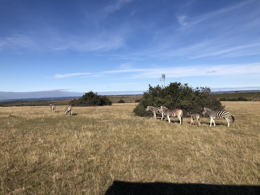 ugc-Freiwilligenarbeit-Big 5 Wildlife Reservat-suedafrika-tobiass-zebras