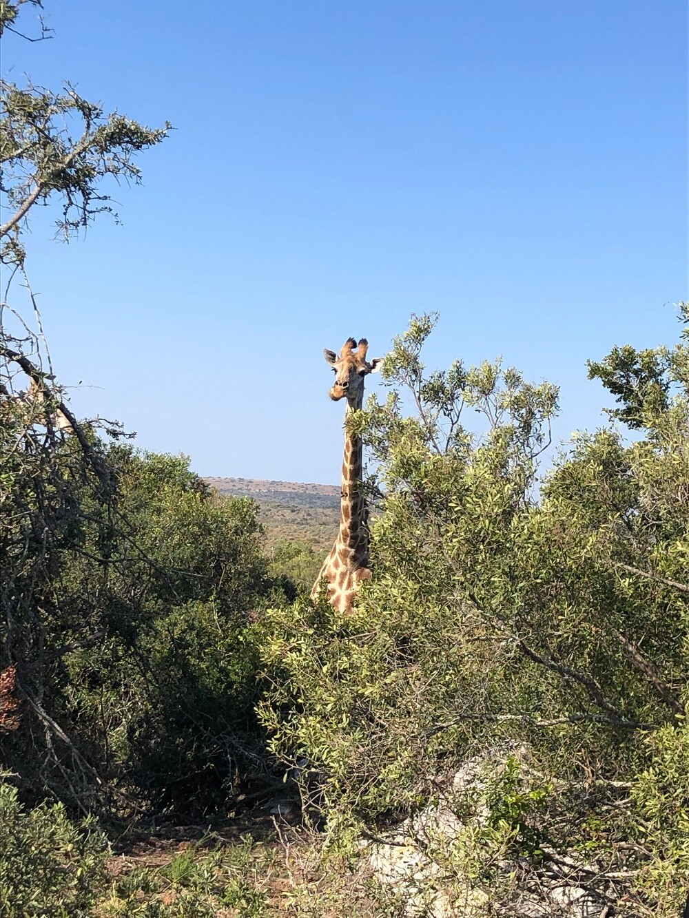 ugc-Freiwilligenarbeit-suedafrika-Big 5 Wildlife Reservat-tobiass-giraffe
