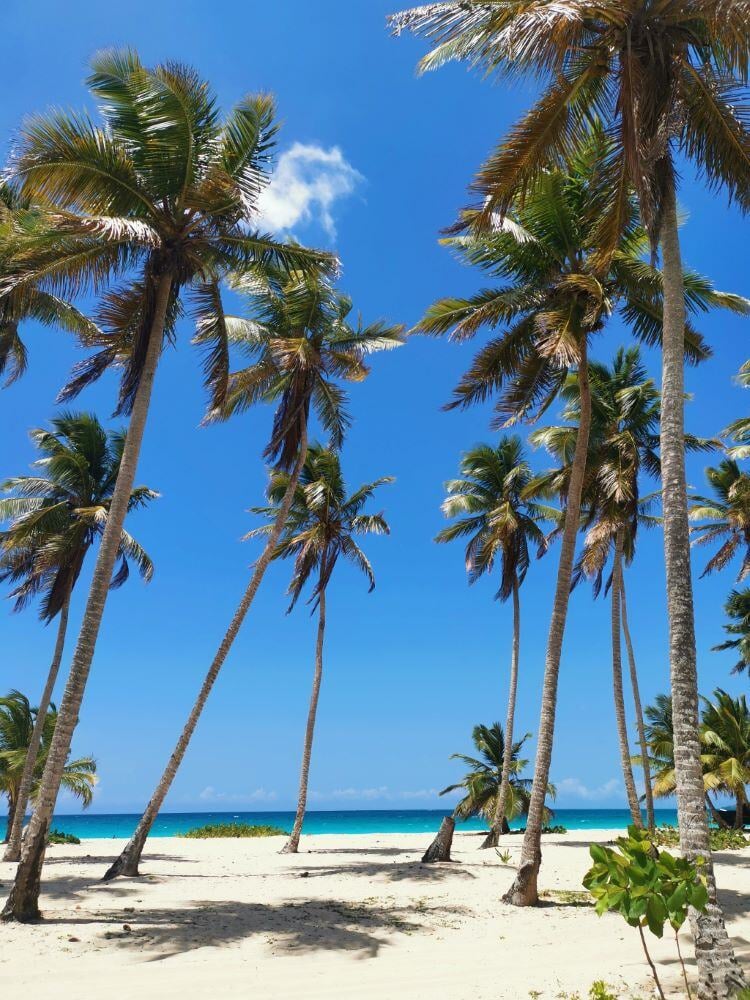 aifs-dominikanische-republik-freiwilligenarbeit-strand-palmen-quadratisch-1024x1024