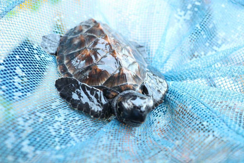 Freiwilligenarbeit mit Schildkröten in Bali mit AIFS