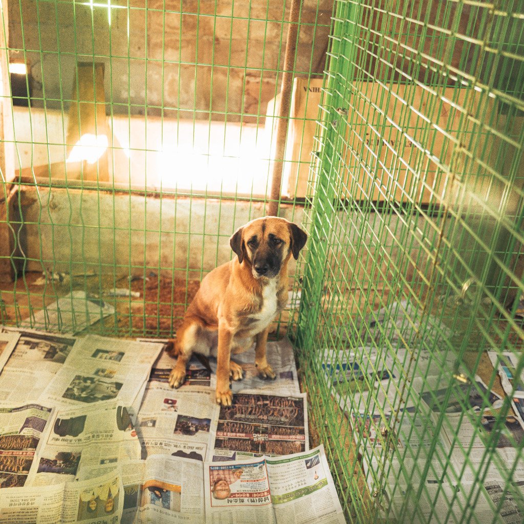 aifs-freiwilligenprojekt-animal-care-seoul-suedkorea-tier-hund-quadrqtisch-1024x1024
