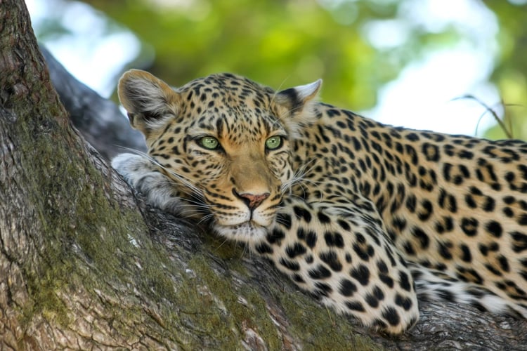 Gepard im Krüger Nationalpark