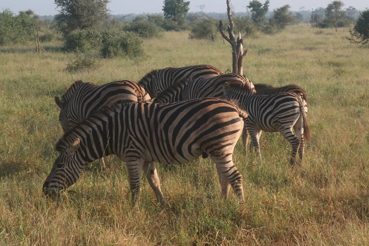 Zebras im Kruger Nationalpark mit AIFS