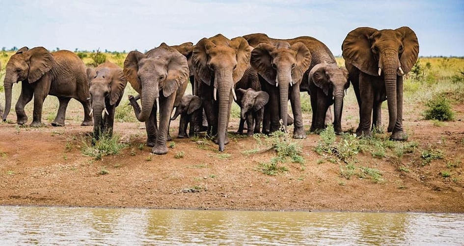 Elefanten im Kruger Nationalpark mit AIFS entdecken