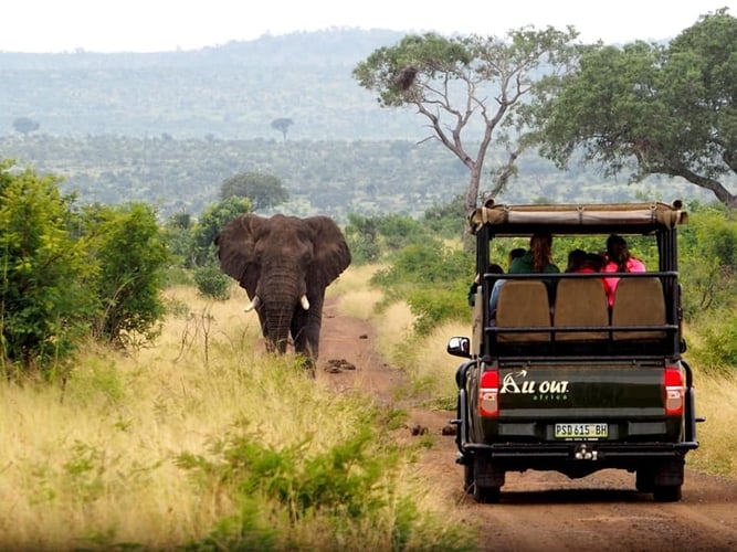Safari im Kurger National Park mit AIFS