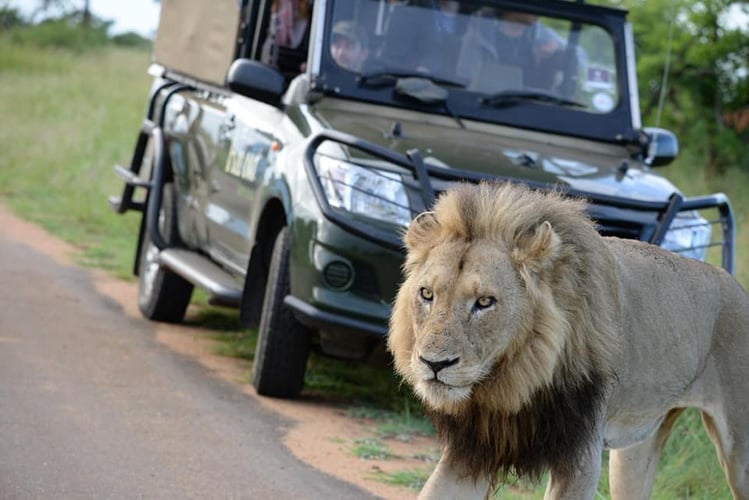 Safari im Kruger Nationalpark mit AIFS