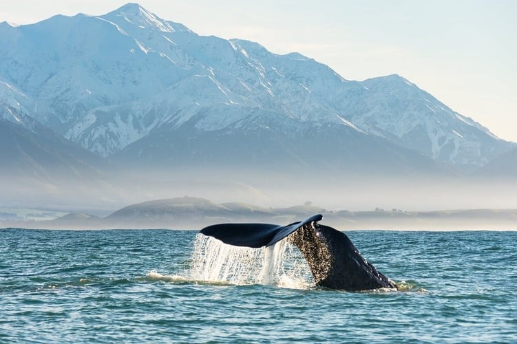 aifs-adventure-trips-neuseeland-wal-meer