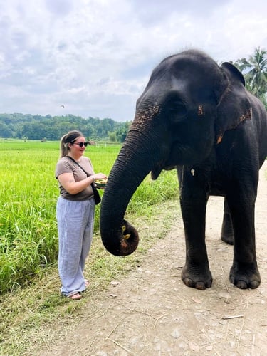 aifs-adventure-trips-sri-lanka-partnerfotos-person-elefant-round-trip