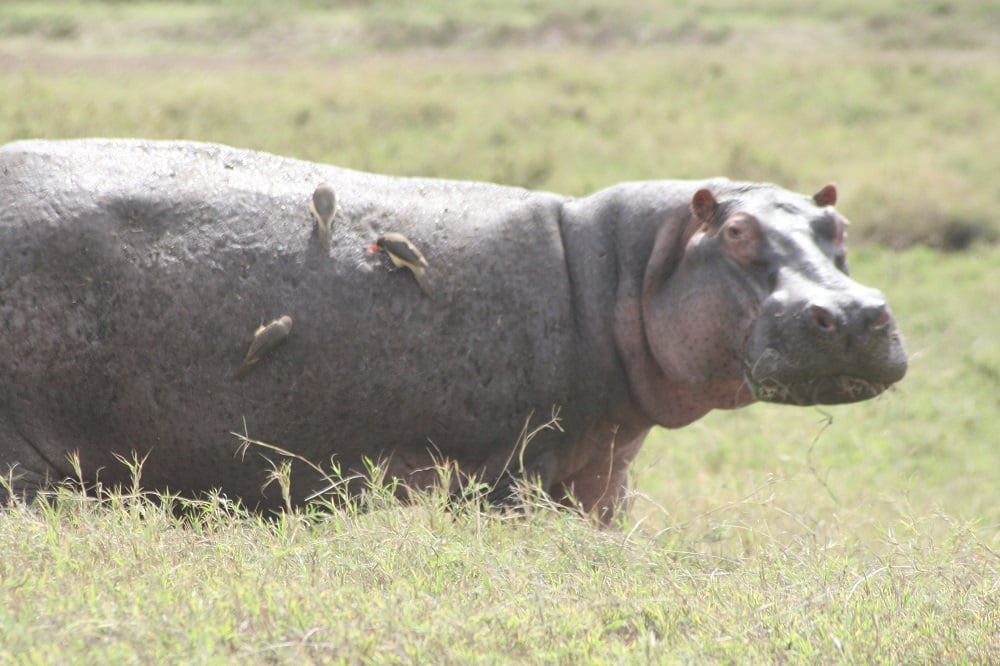 aifs-adventure-trips-tansania-ngorongoro-hippo