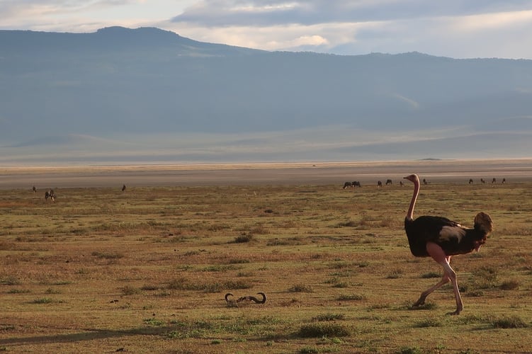 aifs-adventure-trips-tansania-ngorongoro-strauß-1