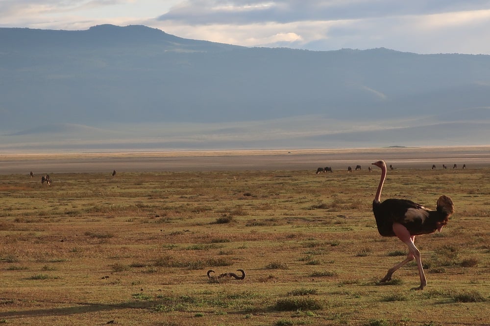 aifs-adventure-trips-tansania-ngorongoro-strauß