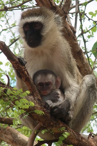 aifs-adventure-trips-tansania-safari-tarangire-affe