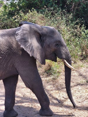 aifs-adventure-trips-tansania-sansibar-ugc-sophiam-elefant