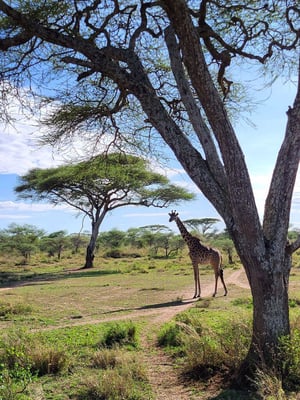 aifs-adventure-trips-tansania-sansibar-ugc-sophiam-giraffe